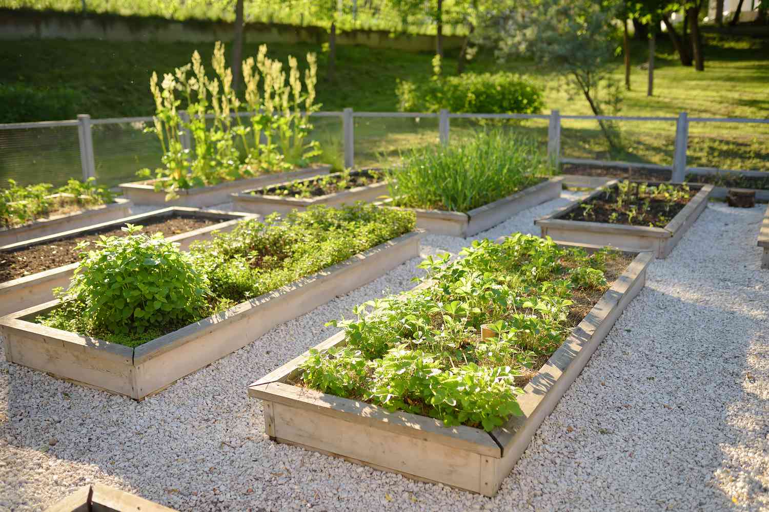 A gardener planting young vegetable seedlings into dark compost-rich soil in a wooden raised bed on a sunny day