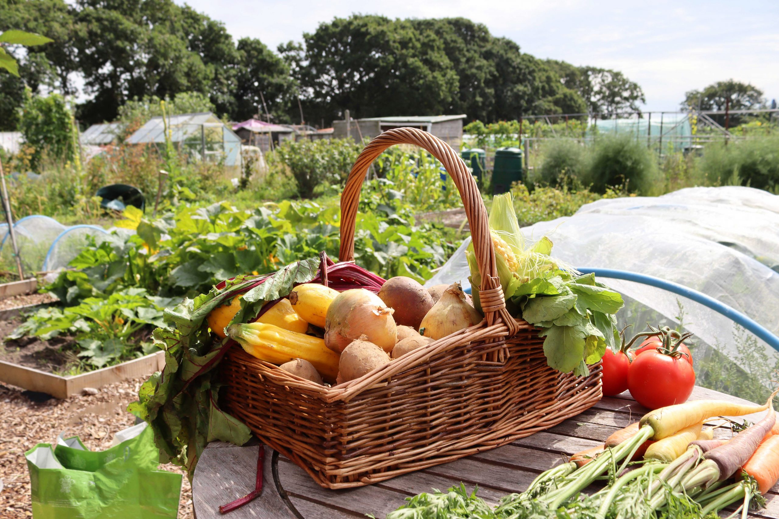 A kitchen counter with a basket of freshly harvested tomatoes, cucumbers, peppers, and leafy greens from a home garden